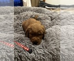 Puppy Red collar Golden Retriever