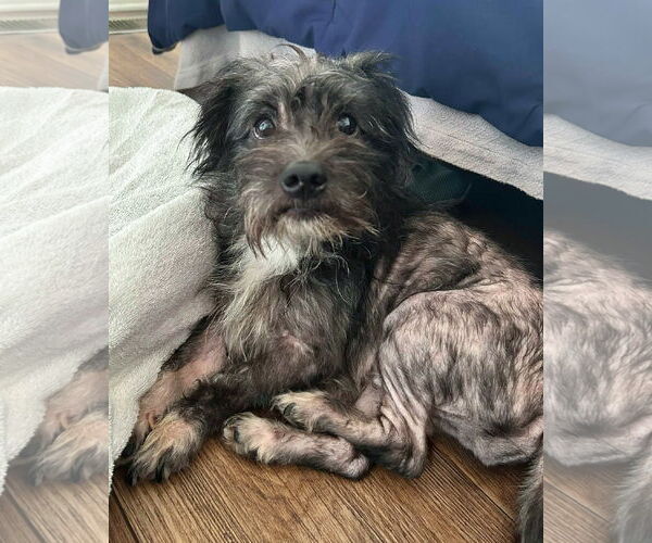 Medium Photo #3 Mutt Puppy For Sale in Corona, CA, USA