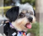 Small Shih Tzu