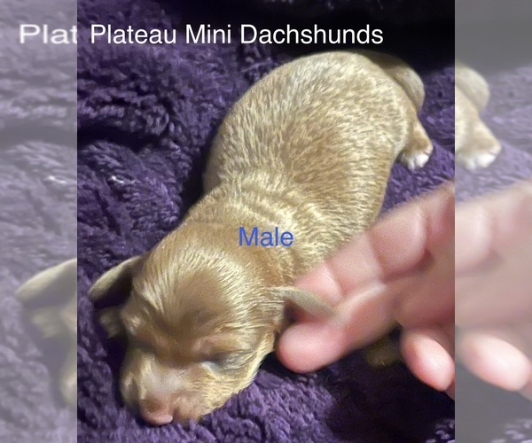 Medium Photo #5 Dachshund Puppy For Sale in CROSSVILLE, TN, USA
