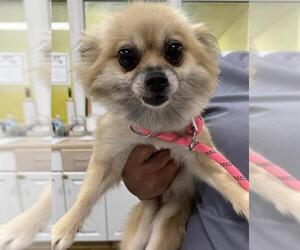 Chiranian Dogs for adoption in Forestville, MD, USA