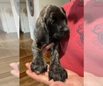 Small Photo #8 Mastiff Puppy For Sale in BRANTLEY, AL, USA