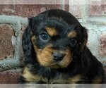 Small #2 Cavalier King Charles Spaniel
