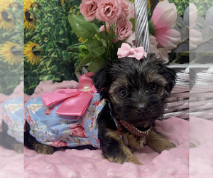 Shorkie Tzu Litter for sale in SELLERSBURG, IN, USA