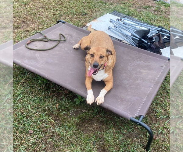 Medium Photo #2 Mutt Puppy For Sale in Bryant, AR, USA