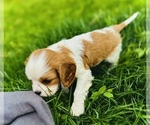 Small Photo #8 Cavalier King Charles Spaniel Puppy For Sale in CARLSBAD, CA, USA