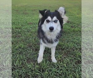 Pomsky Dogs for adoption in Ball Ground, GA, USA