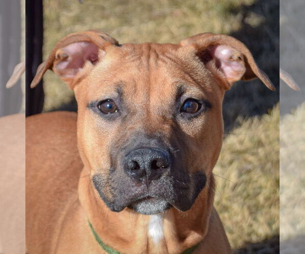 Medium Photo #1 American Staffordshire Terrier-Boxer Mix Puppy For Sale in Huntley, IL, USA