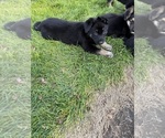 Small #4 German Shepherd Dog