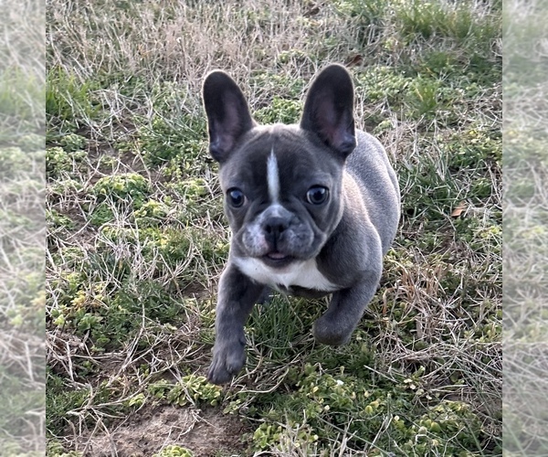 Medium Photo #3 French Bulldog Puppy For Sale in TRACYS LANDING, MD, USA