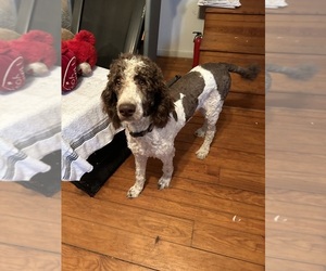 Father of the Double Doodle puppies born on 05/12/2025
