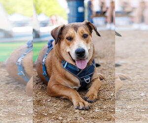 Collie-German Shepherd Dog Mix Dogs for adoption in McKinney, TX, USA