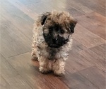 Small Photo #5 ShihPoo Puppy For Sale in ZILLAH, WA, USA