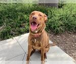 Small #1 American Pit Bull Terrier