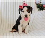 Small #1 Beagle-Mutt Mix