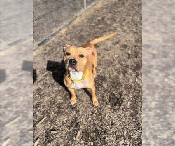 Medium Photo #1 Mutt Puppy For Sale in Saginaw, MI, USA