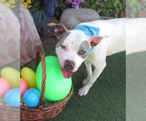 Mutt Dogs for adoption in Oklahoma City, OK, USA