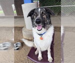 Small #1 Great Pyrenees Mix
