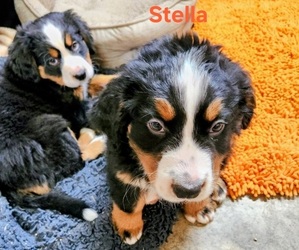 Bernese Mountain Dog Litter for sale in TAYLORSVILLE, NC, USA