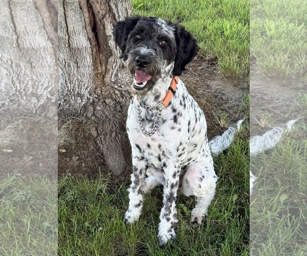 Medium Photo #1 Dalmadoodle Puppy For Sale in Des Moines, IA, USA