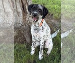 Small Dalmadoodle