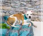 Small #4 Boxer Mix