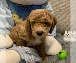 Small Photo #9 Goldendoodle (Miniature) Puppy For Sale in LITTLE ROCK, AR, USA