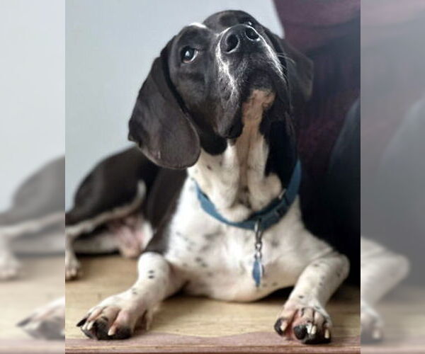 Medium Photo #1 Basset Hound-Unknown Mix Puppy For Sale in Deepwater, NJ, USA