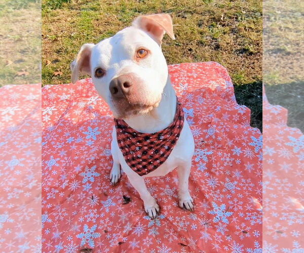 Medium Photo #5 American Bulldog-Unknown Mix Puppy For Sale in Calhoun, GA, USA