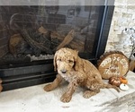 Small Photo #23 Goldendoodle Puppy For Sale in MONTROSE, CO, USA