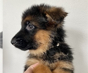 German Shepherd Dog Puppy for sale in WOODLAND, WA, USA