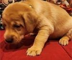 Small Photo #22 Labrador Retriever Puppy For Sale in BUFFALO, NY, USA