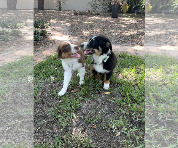 Medium Photo #4 Australian Shepherd-Unknown Mix Puppy For Sale in Valrico, FL, USA