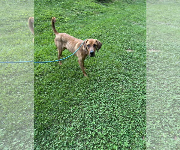 Medium Photo #1 Bloodhound-Coonhound Mix Puppy For Sale in Ball Ground, GA, USA