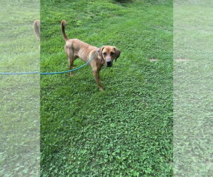 Medium Bloodhound-Coonhound Mix