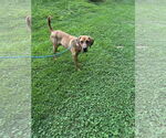 Small Bloodhound-Coonhound Mix