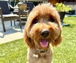 Small Photo #1 Goldendoodle Puppy For Sale in RIVERBANK, CA, USA