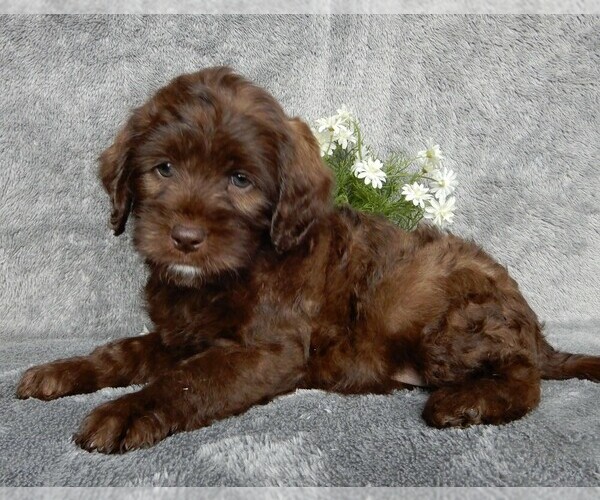 Medium Photo #2 Miniature Labradoodle Puppy For Sale in FREDERICKSBURG, OH, USA