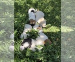 Small #12 Ausky-Great Pyrenees Mix