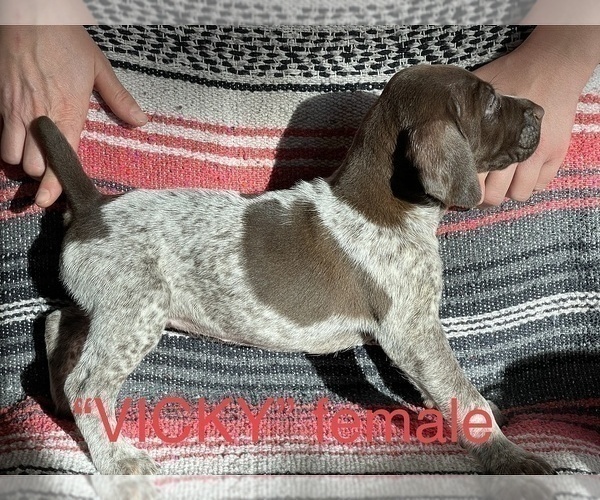Medium Photo #6 German Shorthaired Pointer Puppy For Sale in WOODLAND PARK, CO, USA