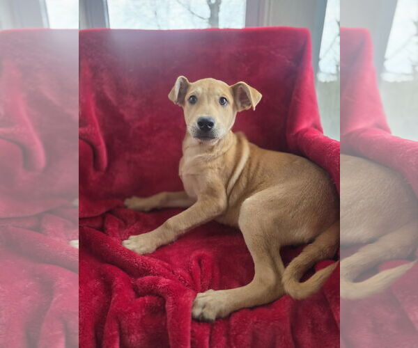 Medium Photo #4 Shepradors Puppy For Sale in SHERBURNE, NY, USA