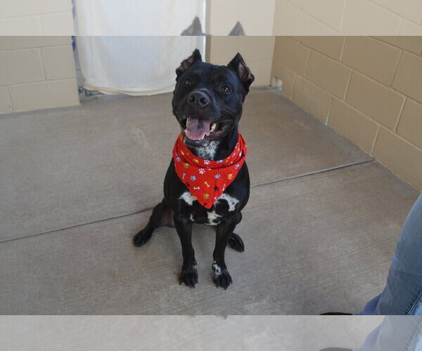 Medium Photo #2 Mutt Puppy For Sale in McKinney, TX, USA