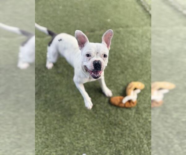 Medium Photo #2 Bulldog-Unknown Mix Puppy For Sale in Chula Vista, CA, USA