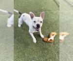 Small #1 Bulldog Mix