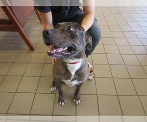 Catahoula Leopard Dog-Unknown Mix Dogs for adoption in Ocala, FL, USA