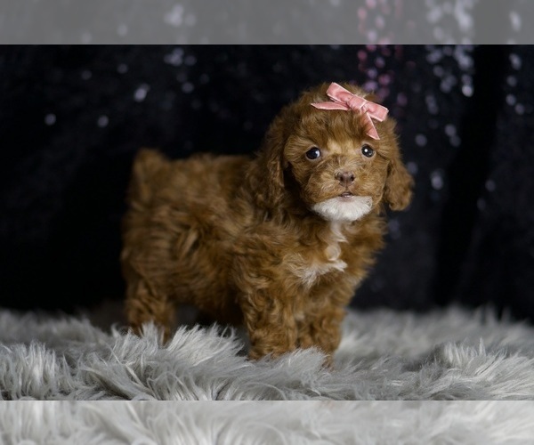 Medium Photo #120 Poodle (Miniature) Puppy For Sale in WARSAW, IN, USA