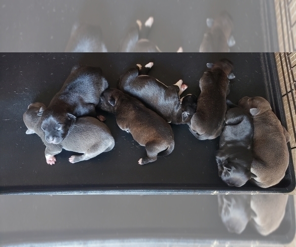 Medium Photo #4 Staffordshire Bull Terrier Puppy For Sale in HOUSTON, TX, USA
