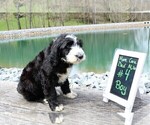 Small Photo #5 Sheepadoodle Puppy For Sale in STANLEY, VA, USA