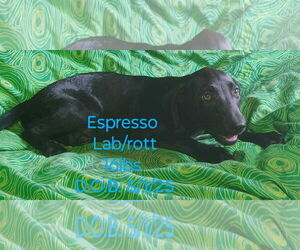 Labrottie Dogs for adoption in Marine City, MI, USA