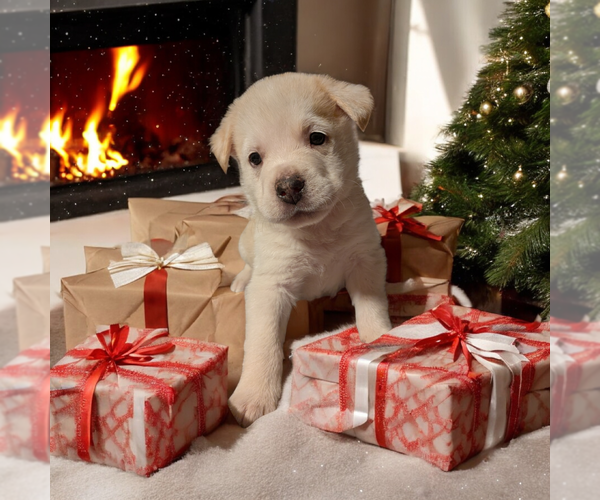 Medium Photo #4 Mutt Puppy For Sale in Vail, AZ, USA